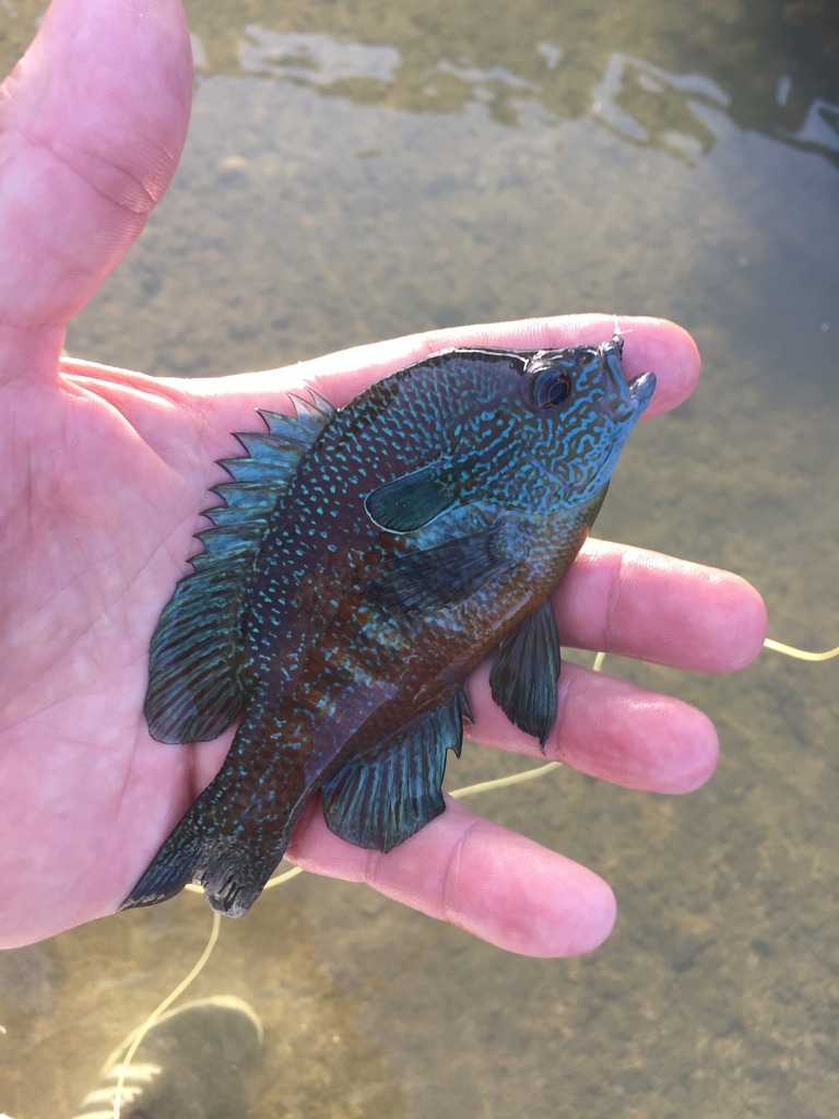 Ultralight Fly Fishing • Sulphur Creek Lampasas Tx